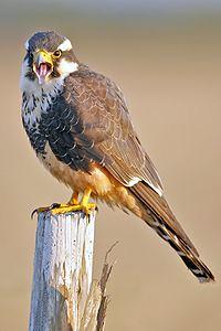 aplomado falcon