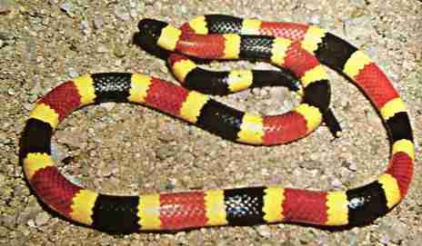 coral snake