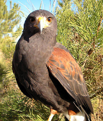 Harris' hawk