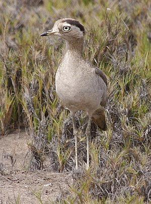 Peruvian thick-knee