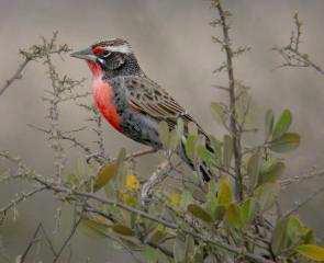 Peruvian meadowlark