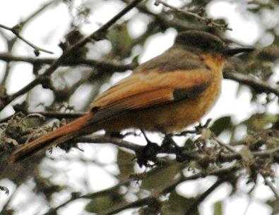 rufous flycatcher