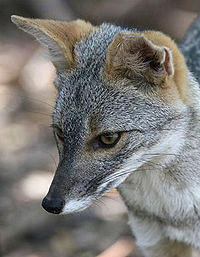 Peruvian desert fox 