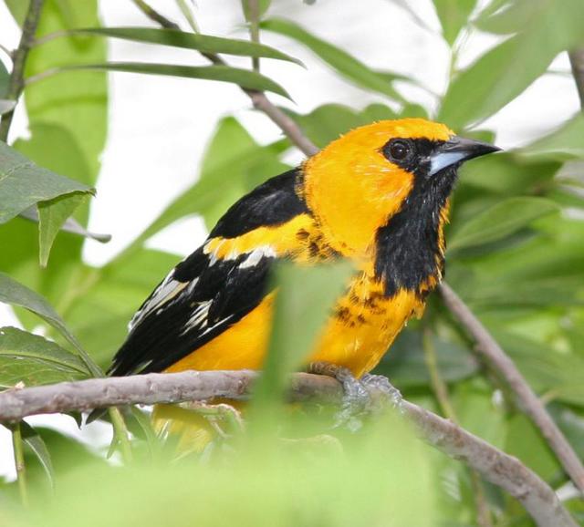 white-edged oriole