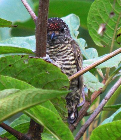 Lafresnaye's piculet