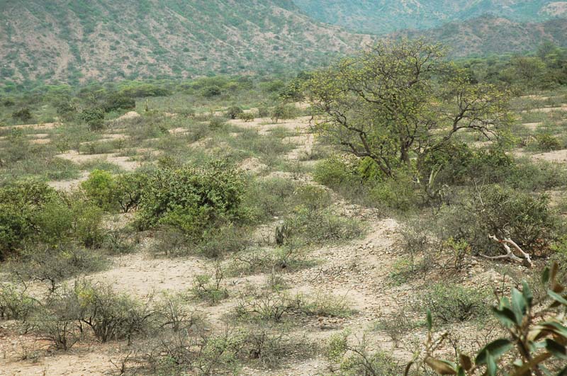 Ancient mud-brick wall at narrowest point of the lower end of Rinconada Calicantro.