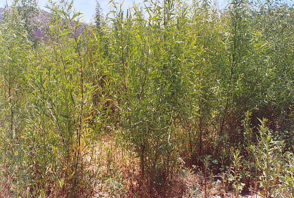 Una comunidad de sauces (Salix spp.) habitando el lecho del Ro Tecate, inmediatamente aguas abajo de RP-5.