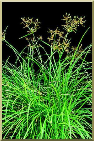 Cyperus rotundus L