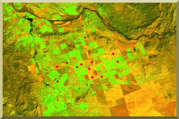 Location of coquillo-affected parcels in the Ojos Negros valley, Baja California