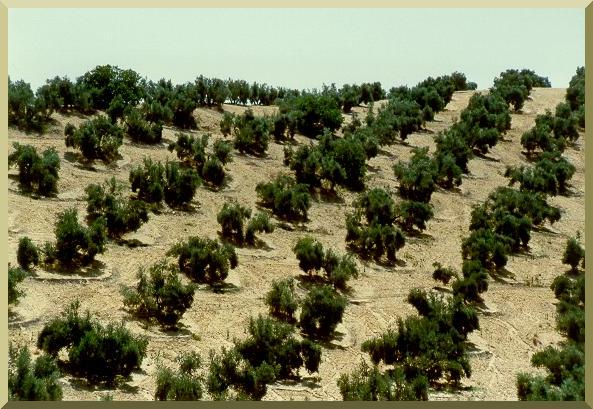 drought harvest, Ojos Negros, Baja California