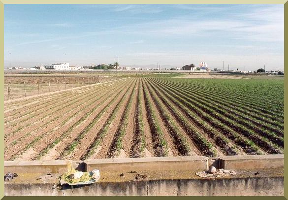 Field planted with C. esculentus at the experimental field of the Polytechnic University of Valencia, Spain.