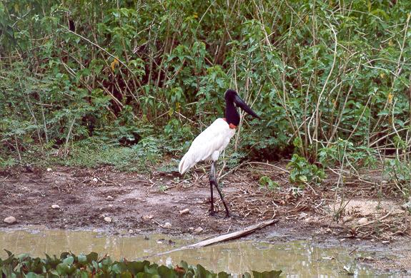 The tuiuiu (Jabiru mycteria), the symbol of the Pantanal of Mato Grosso. 