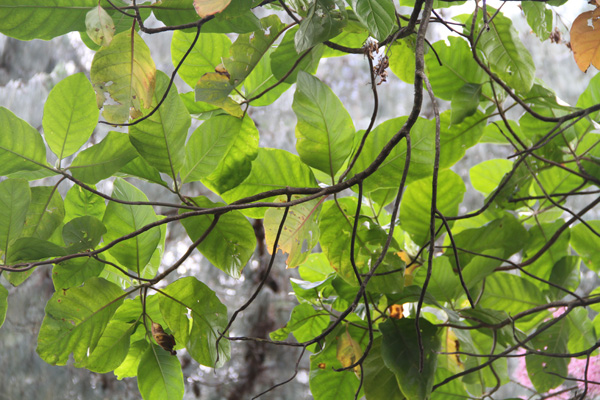 <i>Cinchona pubescens</i> Vahl.