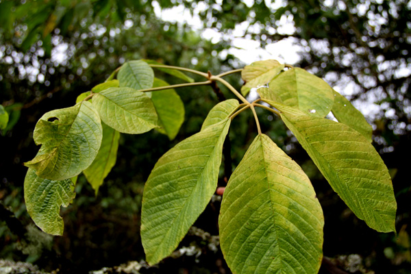 <i>Tabebuia chrysantha </i> <br>(Jacq.) G. Nicholson.