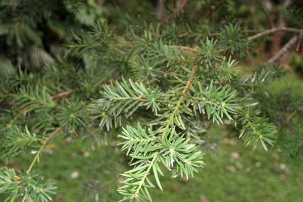 <i>Podocarpus sprucei </i> Parl.