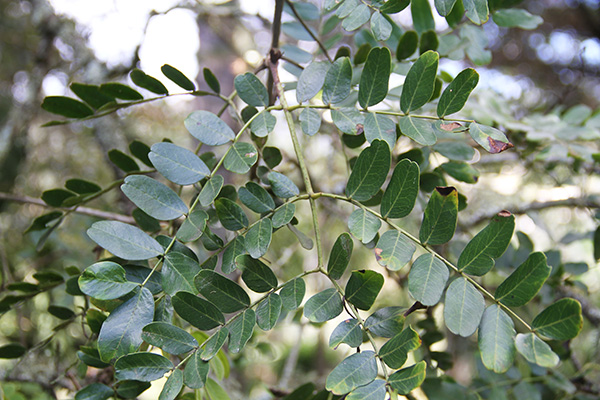 <i>Caesalpinia spinosa</i> (Molina) Kunzte 