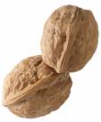 walnut #22
